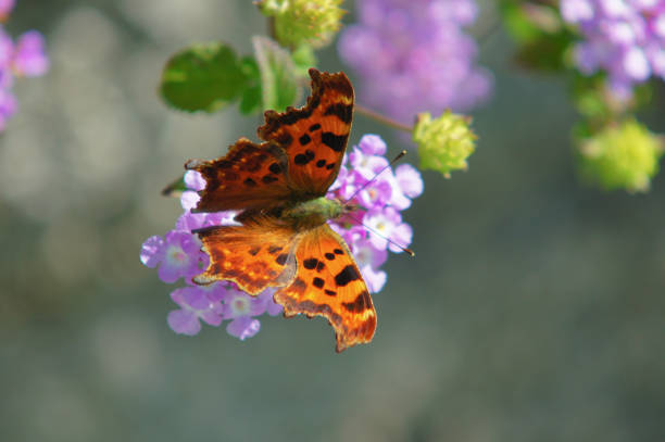 istock Polygonia c-album on a flower 658839626