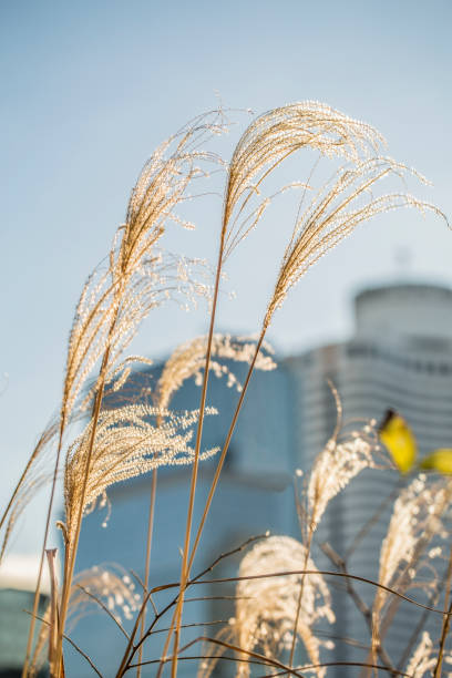 istock Urban Japanese pampas grass 658843278