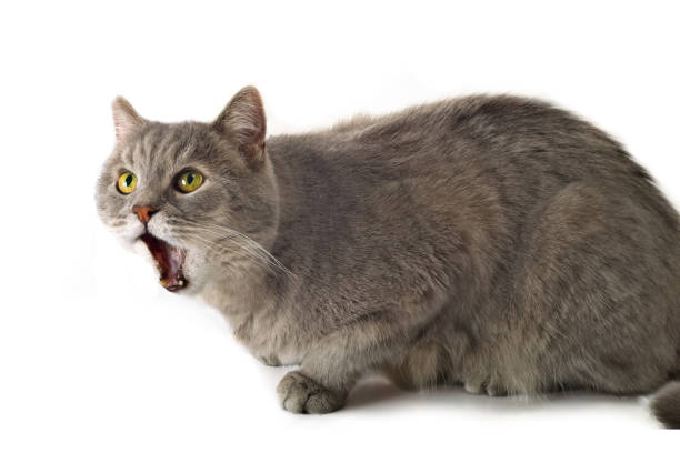 istock Gray cat on a white background with an open mouth 658845742