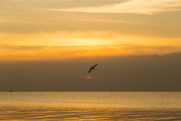 istock Bird flying in the sea 658845786