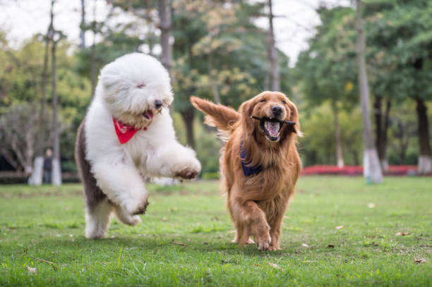istock Golden Retriever and Ancient Shepherd, played on the grass 658847010