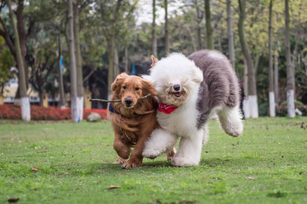 istock Golden Retriever and Ancient Shepherd, played on the grass 658847014