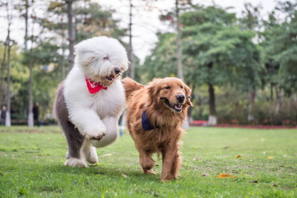 istock Golden Retriever and Ancient Shepherd, played on the grass 658847024