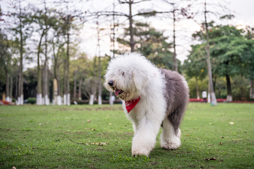 The Old English Sheepdog outdoors on the grass