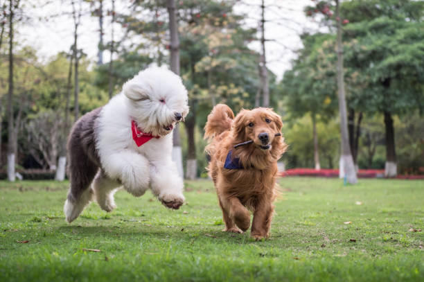 istock Golden Retriever and Ancient Shepherd, played on the grass 658847028