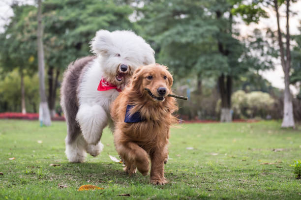 istock Golden Retriever and Ancient Shepherd, played on the grass 658847038