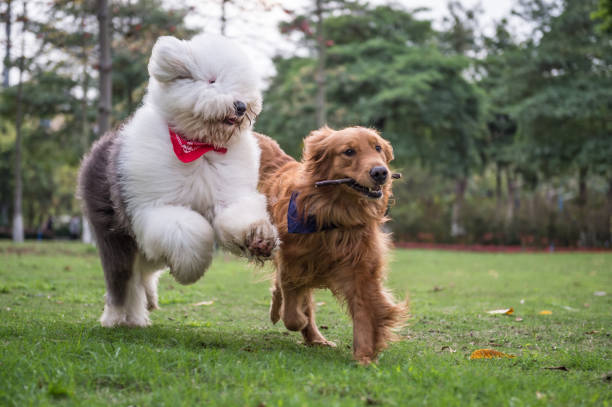 istock Golden Retriever and Ancient Shepherd, played on the grass 658847040