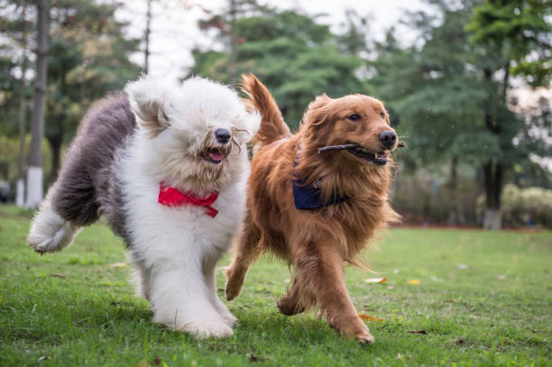 istock Golden Retriever and Ancient Shepherd, played on the grass 658847048