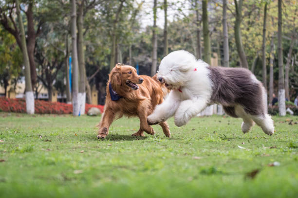 istock Golden Retriever and Ancient Shepherd, played on the grass 658847062