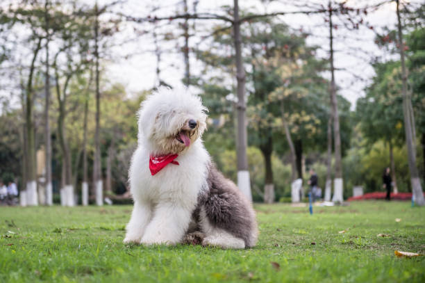 die alte englische schäferhund im freien auf dem rasen - old english sheepdog stock-fotos und bilder