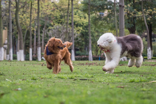 istock Golden Retriever and Ancient Shepherd, played on the grass 658847076