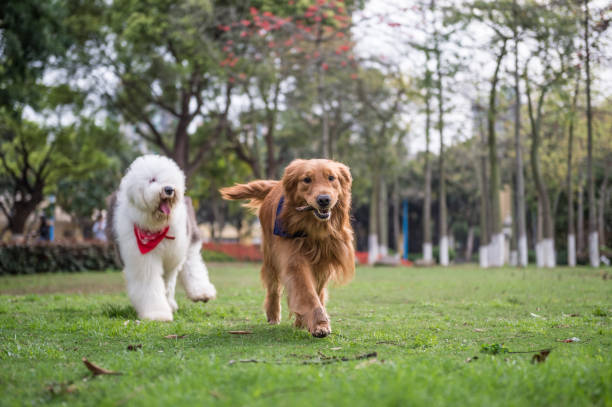 istock Golden Retriever and Ancient Shepherd, played on the grass 658847084