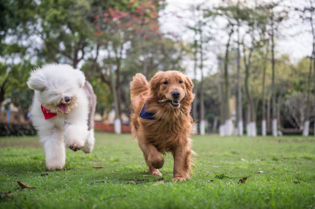 istock Golden Retriever and Ancient Shepherd, played on the grass 658847086