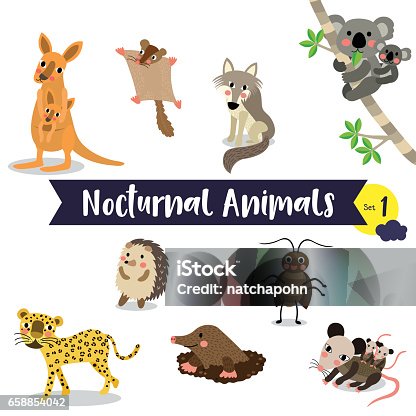 12,470 Nocturnal Animals Stock Photos, Pictures & Royalty-Free Images -  iStock | Owl, Bats, Awake