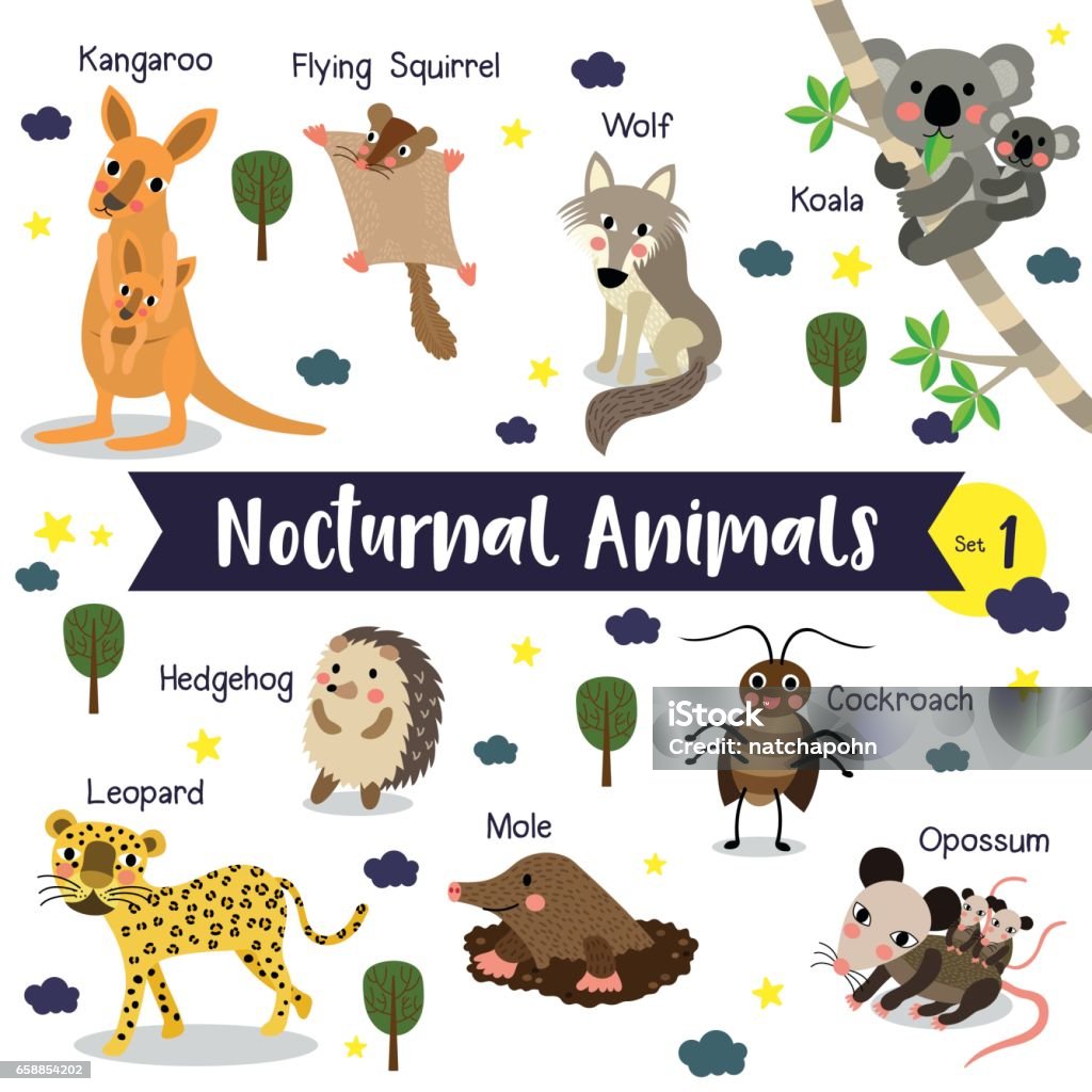 Nocturnal Animal Cartoon With Animal Name Vector Illustration Set 1 Stock  Illustration - Download Image Now - iStock
