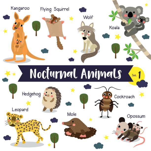 Nocturnal Animal Cartoon With Animal Name Vector Illustration Set 1 Stock  Illustration - Download Image Now - iStock