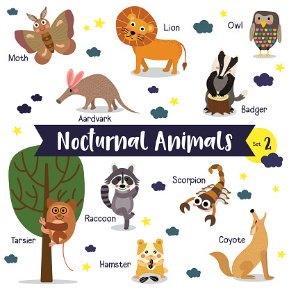 Nocturnal Animal Cartoon With Animal Name Vector Illustration Set 2 Stock  Illustration - Download Image Now - iStock