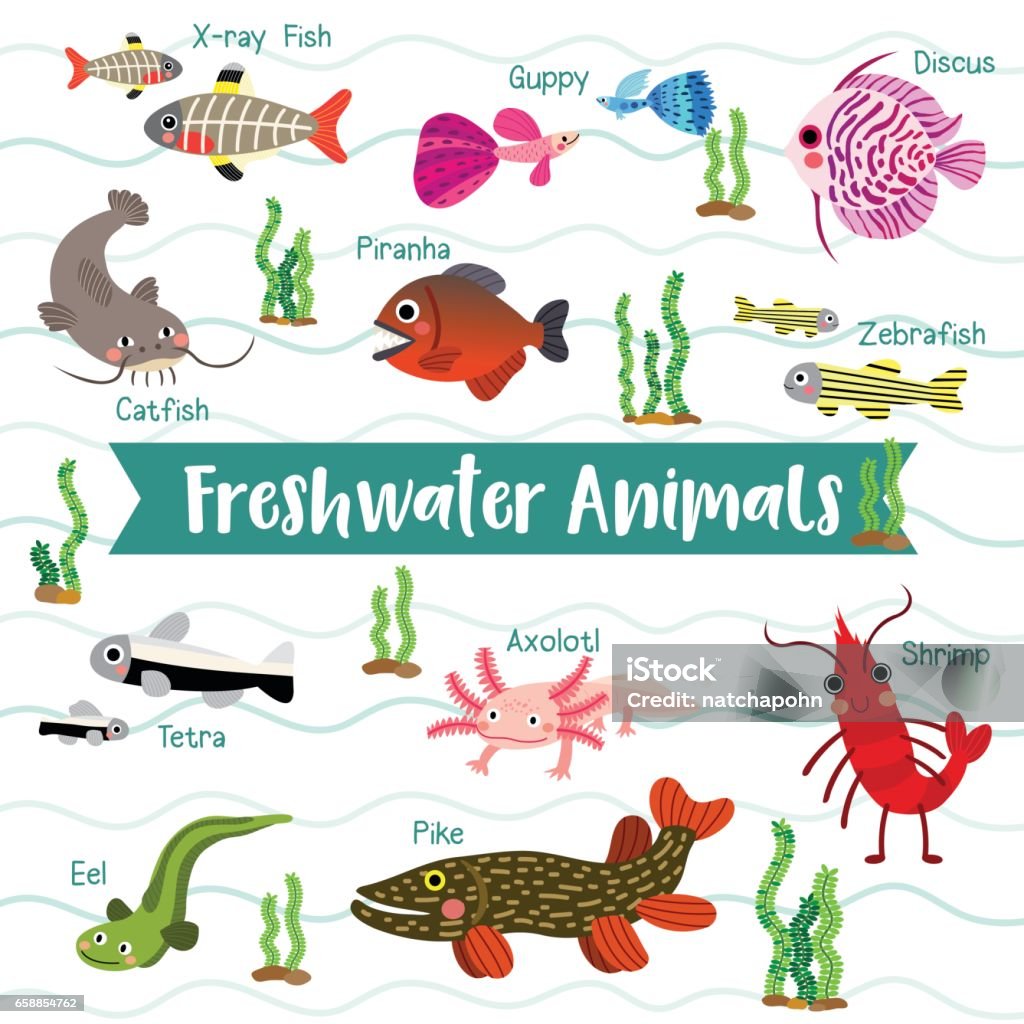 Freshwater Animals Cartoon With Animal Name Vector Illustration Stock  Illustration - Download Image Now - iStock