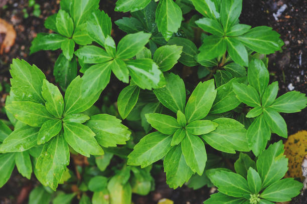 Pachysandra terminalis \