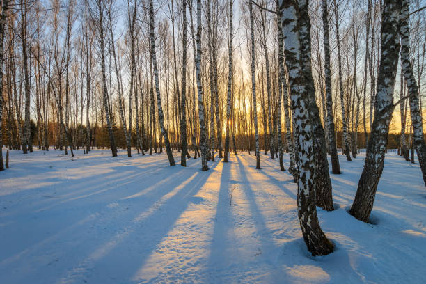 istock Beautiful sunset at birch forest at winter season. 658858942