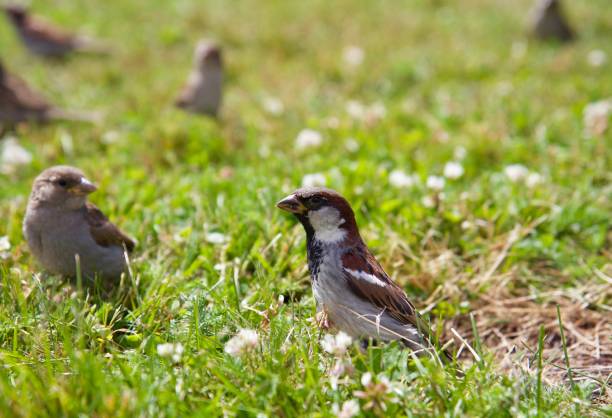istock Bird waiting for food 658861766