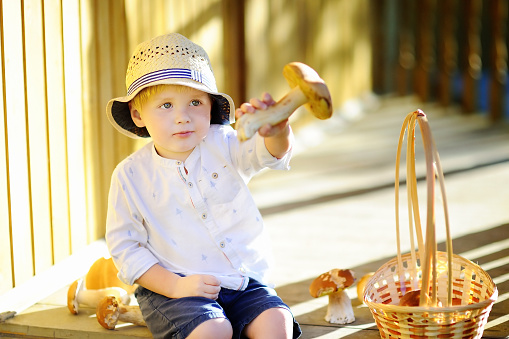 Cute little boy picking mushroom in basket. Summer outdoors activity for kids