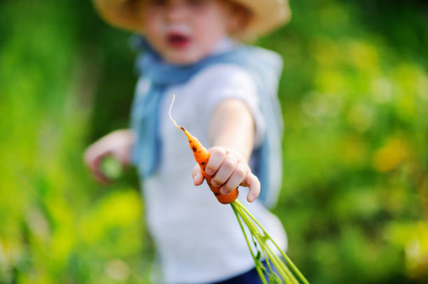 carino bambino che mostra carota biologica fresca - 4812 foto e immagini stock