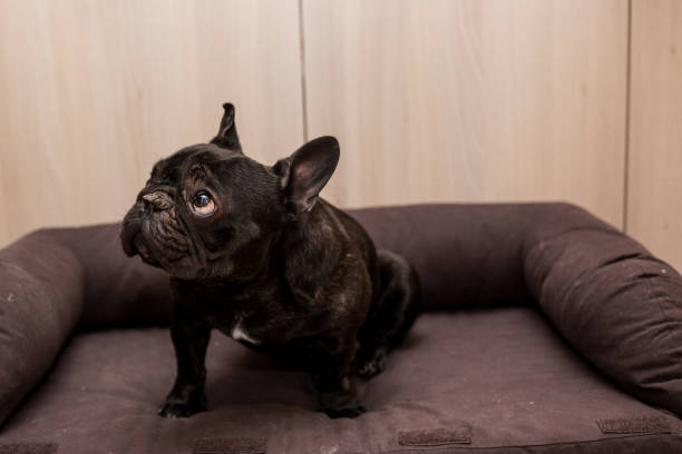 black french bulldog at home
