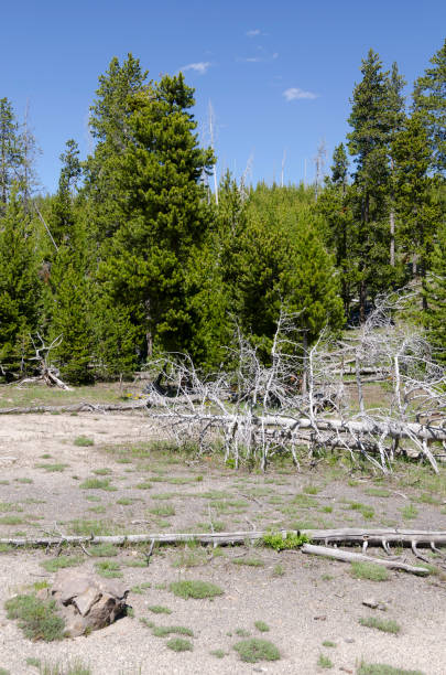 istock geyser in Yellowstone 658870124