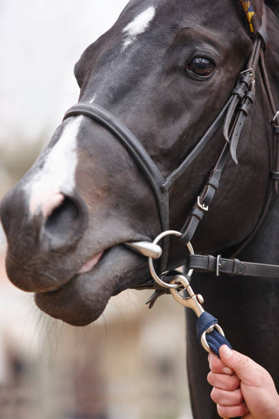istock Race horse head detail ready to run. Paddock area. 658870740