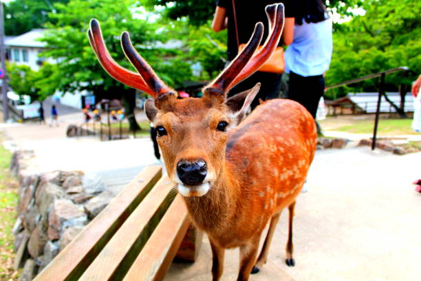 A cute Nara deer looking into the camera stock photo