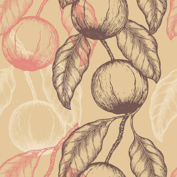 960+ Brazil Nuts Stock Illustrations, Royalty-Free Vector Graphics