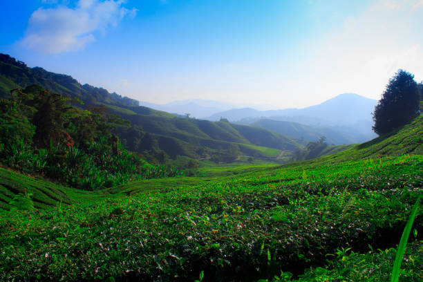 istock Tea Farm at Cameron Highlands 658873212