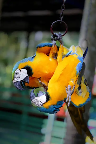 Fun photo with big beautiful macaw parrots