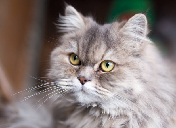 istock portrait of fluffy cat 658876294