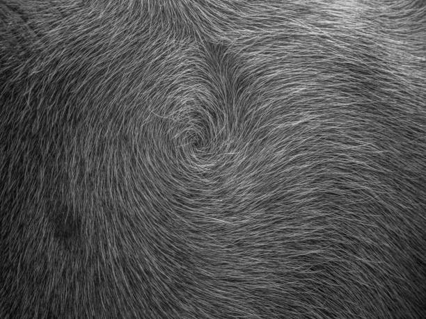 istock Animal skin hair 658876510