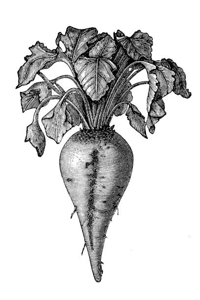 illustrations, cliparts, dessins animés et icônes de betterave à sucre (beta vulgaris - beet common beet isolated sugar beet