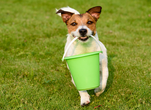Dog fetching bucket on green grass lawn