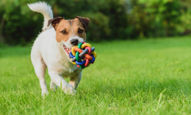 istock Funny dog looking at camera playing with toy ball 658879862