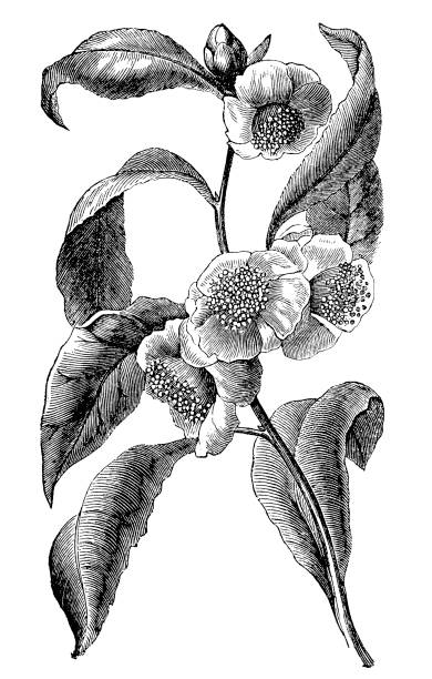 ilustraciones, imágenes clip art, dibujos animados e iconos de stock de té verde (camellia sinensis) - sinensis