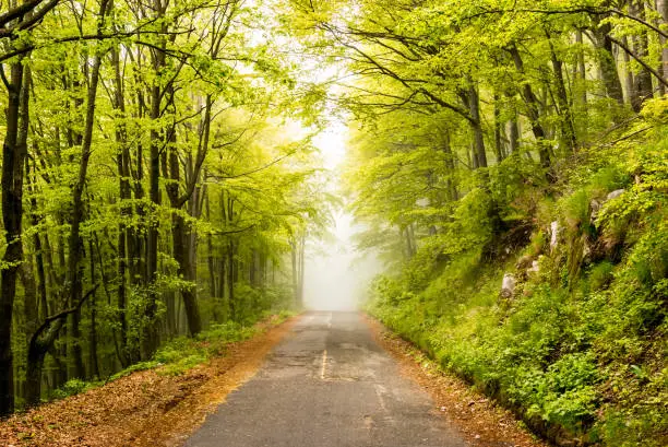 Street in a forest with fog