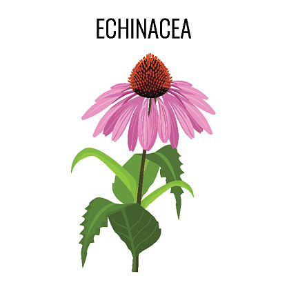 Echinacea ayurvedic herbaceous flowering plant isolated on white. Echinacea commonly called purple coneflowers. Purple herb flower with green leaves realistic vector illustration