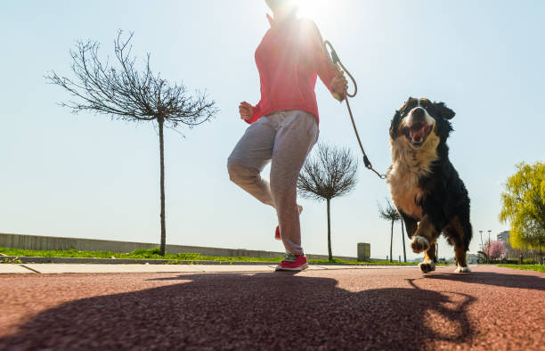 Young pretty girl running outdoor in the spring with her Bernese Mountain dog Young pretty girl running outdoor in the spring with her Bernese Mountain dog bernese mountain dog photos stock pictures, royalty-free photos & images