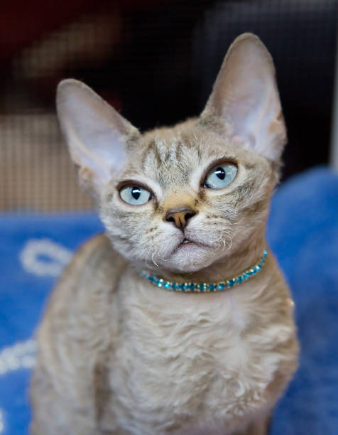 istock Oriental cat with short wool cream color 658883882