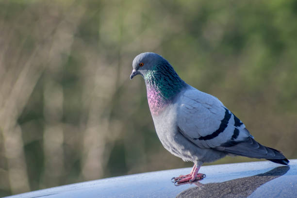istock pigeon on the car 658884696