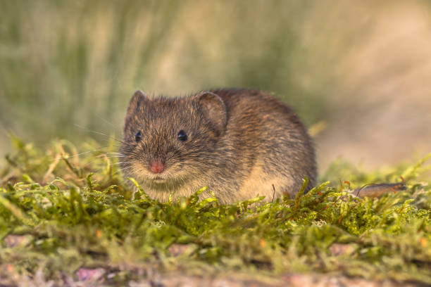 istock Wild Bank vole in natural environment 658889944