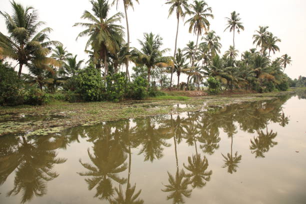 istock Kerala backwaters,in Kumarakom, Kerala, India 658894836
