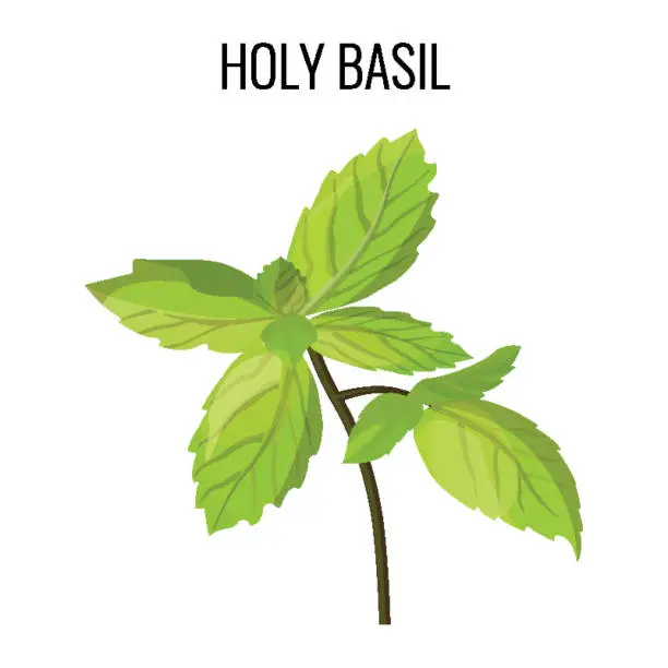 Vector illustration of Holy basil isolated stem with green leaves