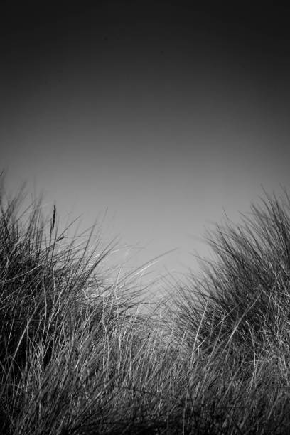 istock The sand dunes at Warkworth 658899120