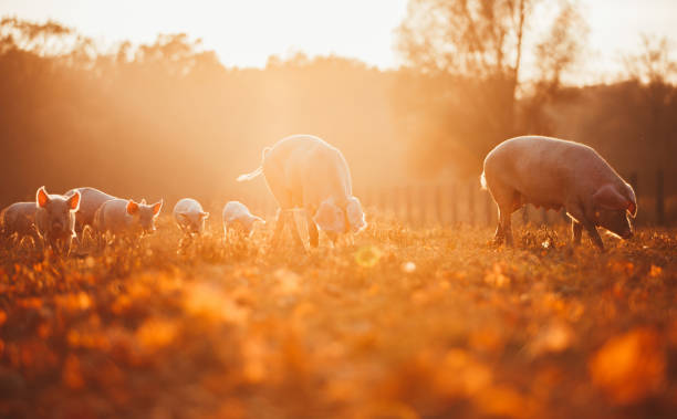 istock Happy piglets playing in leaves at sunset 658902982